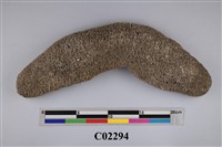 藏品(珊瑚化石)的圖片